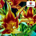 Tulpenzwiebeln 'Fire Wings' – 20 Stück | Rote & Gelbe Flammen Bild 4