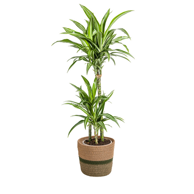 Dracaena Deremensis White Stripe mit Korb Ø21cm, 90-110cm