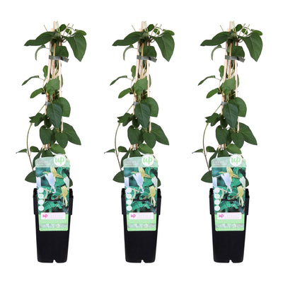 3x Lonicera japonica 'Halliana' - Geißblatt, 65cm hoch, Ø15cm