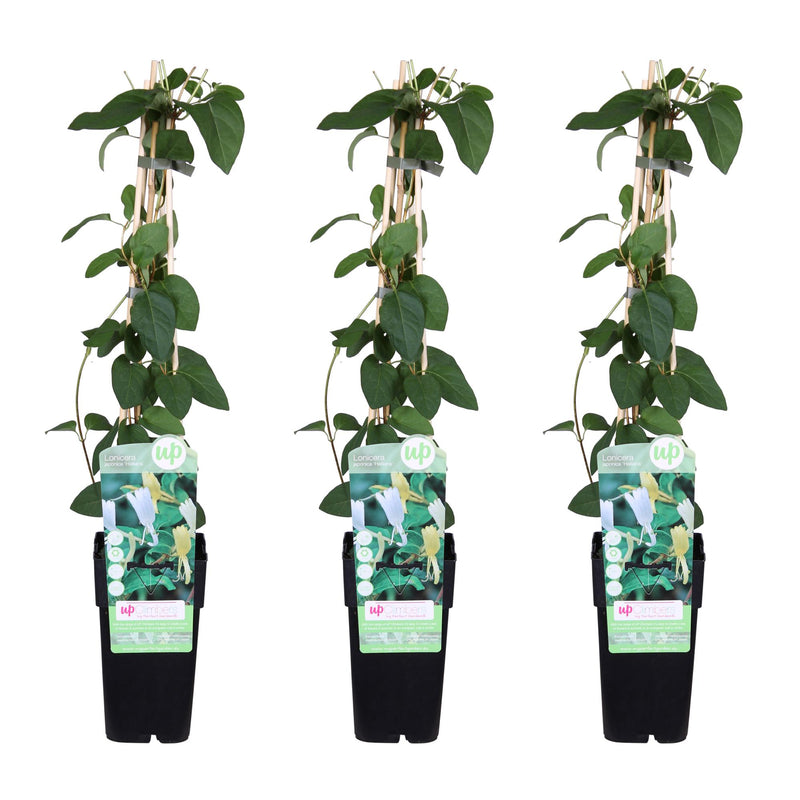 3x Lonicera japonica 'Halliana' - Geißblatt, 65cm hoch, Ø15cm