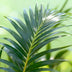 Green boutiQ – Zimmerpflanze – Howea Forsteriana – Kentia-Palme – Pflegeleicht – Grün – 1 Pflanze – Topf 27 cm – Höhe 160–170 cm Bild 4