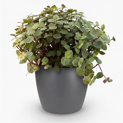 Calissia repens Katzengras für Haustiere im Topf (12cm)