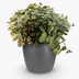 Callisia repens Cat Grass for Pets in a Pot (12cm) Bild 2