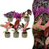 Baby Paradise Mix: 6 tropische Zimmerpflanzen Ø6cm, 10-15cm Bild 1