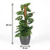 Monstera Adansonii Monkey Mask, 90cm, Moosstab, Grau Topf Bild 3