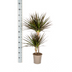 Dracaena Marginata Magenta Ø19cm - 70-90cm Bild 2