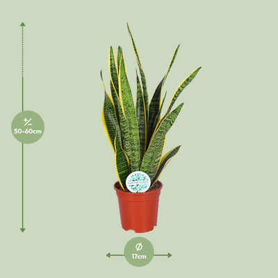 Sansevieria Trifasciata Laurentii - Schwiegermutterzunge, Ø17cm, ↕60cm