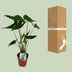 Alocasia Zebrina im 19cm Topf, 75cm hoch - Exotische Zimmerpflanze Bild 4