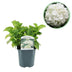 Green boutiQ - Hortensia - Hydrangea macrophylla Blue - Blüten Weiß - 1 Pflanze - Laubabwerfend - Pflegeleicht - Topf 17cm Höhe 30cm Bild 1