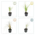 6x Federgras 'Karl Foerster' - 10-25cm - Ø9cm Bild 4
