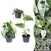 3x Baby Variegata Mix - Tropische Raritäten im Set - Ø6cm Bild 1