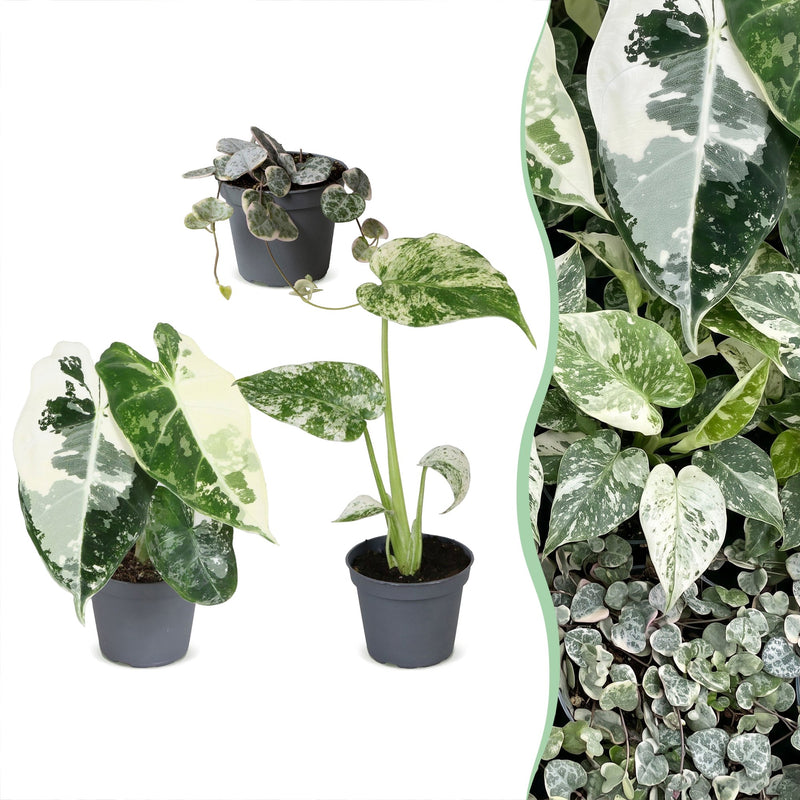 3x Baby Variegata Mix - Tropische Raritäten im Set - Ø6cm