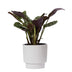 Ctenanthe Burle Marxii im P&PURE Ivy Keramiktopf, Weiß Bild 1