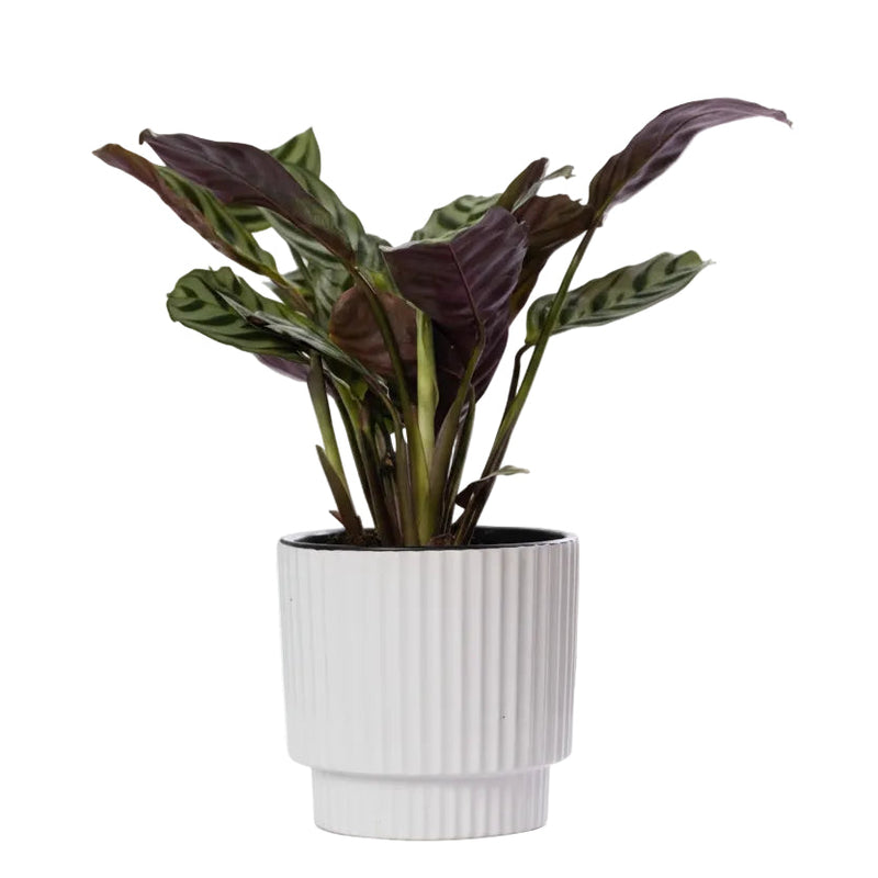 Ctenanthe Burle Marxii im P&PURE Ivy Keramiktopf, Weiß
