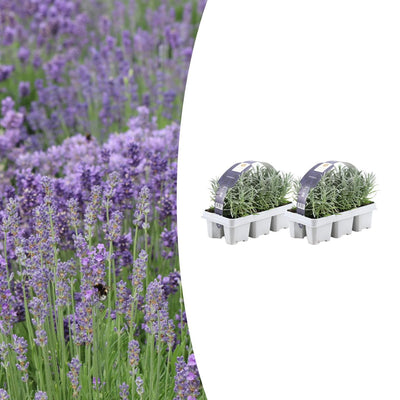 2x 6er Pack Lavendel angustifolia, Ø7cm, ↕15cm