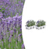 2x 6er Pack Lavendel angustifolia, Ø7cm, ↕15cm Bild 1