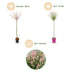 4x - Salix Flamingo - Ø23cm - ↕140-160cm Bild 4