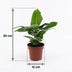 Green boutiQ - Musa Oriental Dwarf - Orientalische Zwergbanane - 1 Pflanze - mit Korb - Topf 12cm - Höhe 30cm Bild 5