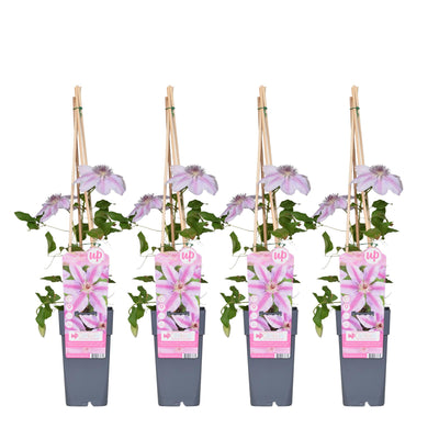Clematis Nelly Moser im 4er Pack - 65cm hoch