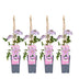 Clematis Nelly Moser im 4er Pack - 65cm hoch Bild 1