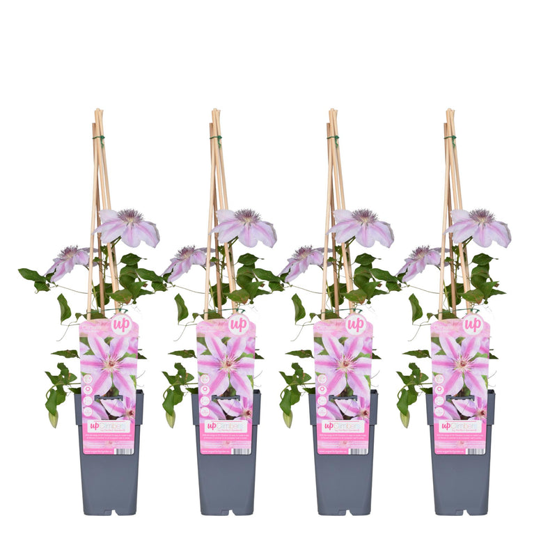 Clematis Nelly Moser im 4er Pack - 65cm hoch