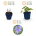 Green boutiQ - Perennial - Geranium 'Rozanne' - Crane's-bill - Ground cover - Blue - 12 Plants - Pot 11cm - Height 15-25cm Bild 4