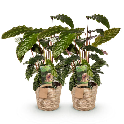 Green boutiQ - Zimmerpflanzen - Calathea Rufibarba - Pfauenpflanze - Wenig Pflege - mit Korb - Grün - 2 Pflanzen - Topf 17cm - Höhe 55-60cm
