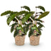 Green boutiQ - Zimmerpflanzen - Calathea Rufibarba - Pfauenpflanze - Wenig Pflege - mit Korb - Grün - 2 Pflanzen - Topf 17cm - Höhe 55-60cm Bild 2