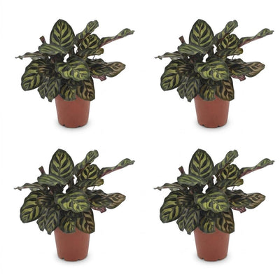 Green boutiQ - Calathea Makoyana - Pfauenpflanze - 4 Pflanzen - Topf 12cm - Höhe - 25cm