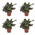Green boutiQ - Calathea Makoyana - Pfauenpflanze - 4 Pflanzen - Topf 12cm - Höhe - 25cm Bild 2