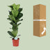 Ficus Lyrata (Geigenfeige) - Ø21cm Topf, ↕90cm Höhe Bild 4