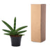 Sansevieria Skyline, 25 cm Topf, pflegeleichte Zimmerpflanze Bild 3