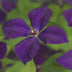 Clematis 'Polish Spirit' - 2 Kletterpflanzen, rosa Blüte, pflegeleicht Bild 4