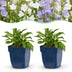 Green boutiQ - Perennial - Campanula persicaria Duo - Peachleaf Bellflower - Bee and butterfly attractors - Blue - White - 24 Plants - Pot 11cm - Height 15-25cm Bild 2