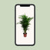Dypsis Lutescens Palme - Ø24cm - ↕125cm Bild 4