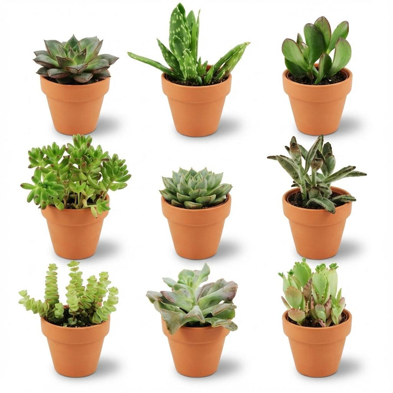 Mini Sukkulenten Mix: 9 Stück im Terrakotta-Topf, Ø 8,1 cm