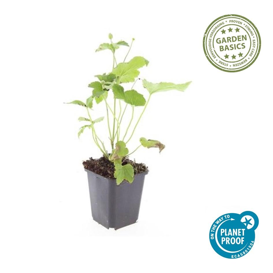 48x Anemone hyb. 'Honorine Jobert' - ↕10-25cm - Ø9cm