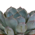 Echeveria-Mix 8,5 cm im Terrakottatopf - 3er Pack Bild 3