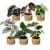 6x Baby Alocasia Familie: Rot, Grün, Schwarz, Silber, Grau Bild 2
