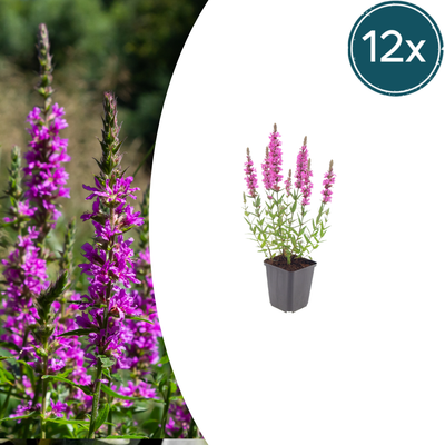 12x Blutweiderich (Lythrum salicaria) - 10-25cm hoch, Ø9cm Topf