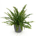 Nephrolepis exaltata Green Lady Fern – Pet-Friendly Houseplant, 12cm Pot Bild 2