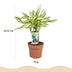 Dracaena fragrans Diamond Dream: Bunter Drachenbaum, Topf 17cm Bild 3