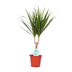 Dracaena Marginata Pflanze – Ø14cm Topf, 55cm Höhe Bild 2