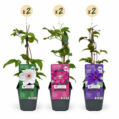 6x Clematis Tricolour Kletterpflanze, 35cm, Ø9cm Topf