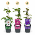 6x Clematis Tricolour - Dreifarben-Waldrebe - Lila - Rosa - Weiß - Kletterpflanze - Ø9cm - ↕35cm Bild 2