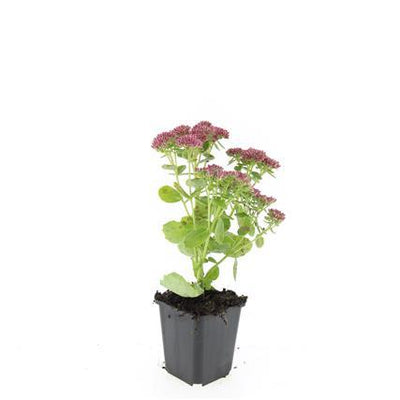 48x Sedum 'Herbstfreude' - 10-25cm - Ø9cm Topf