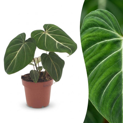 Green boutiQ - Philodendron Gloriosum - Gloriosum Philodendron - 1 Plant - Topf 12cm - Höhe - 25cm