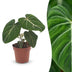 Green boutiQ - Philodendron Gloriosum - Gloriosum Philodendron - 1 Plant - Topf 12cm - Höhe - 25cm Bild 1