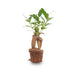 Ficus Ginseng Bonsai Microcarpa, Topfgröße Ø 6 cm Bild 2