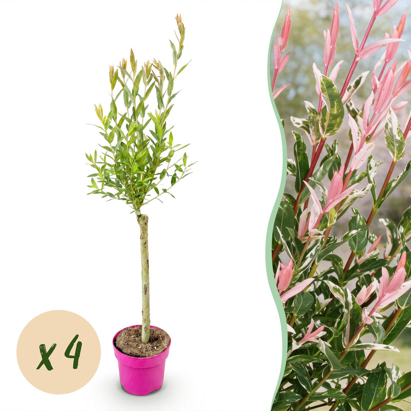 4x Salix Flamingo Weide - Ø17cm - 70-80cm